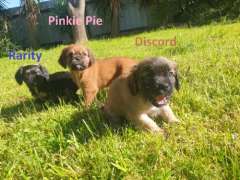 Cute Pugalier ( Pug x Cavalier King Charlse Spaniel) Puppies