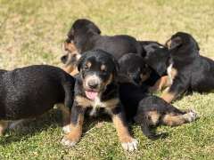Doberman X Blue Heeler Puppies