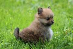 Exquisite Pomeranian puppies